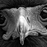 by Steven Aicinena -  