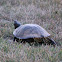 Red-eared slider (female)