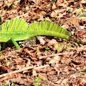 Plumed Basilisk