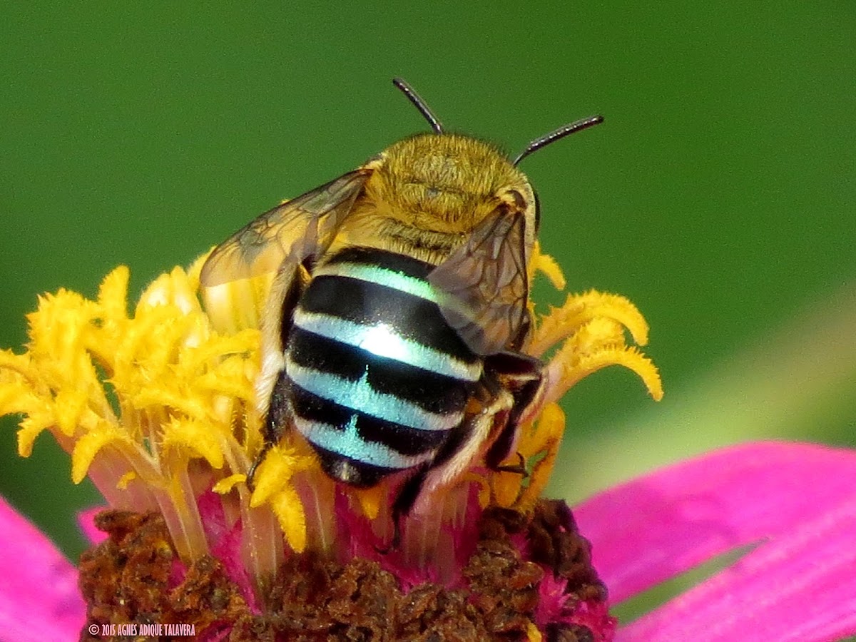Blue-banded Bee ♀