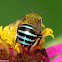 Blue-banded Bee ♀