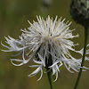 Greater Knapweed, Skabiosen-Flockenblume
