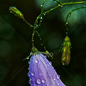 by Jane Bjerkli - Flowers Flowers in the Wild