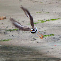 Ringed plover