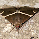Bastilla Noctuid Moth