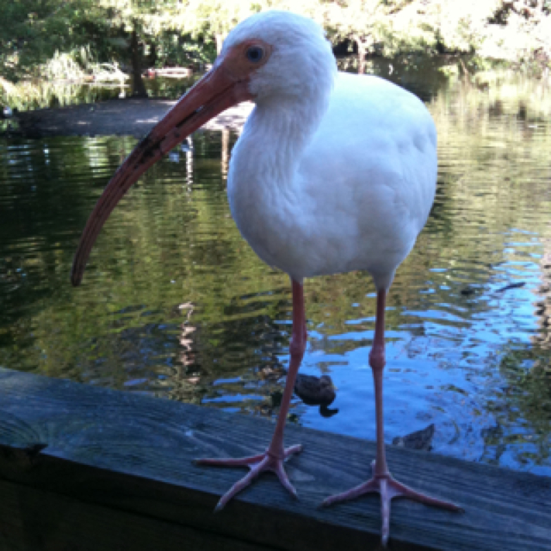 American White Ibis