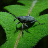 Small Palm Weevil