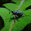 Small Palm Weevil