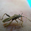 Broad-Headed Bug
