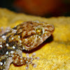 Turner's Thick-Toed Gecko
