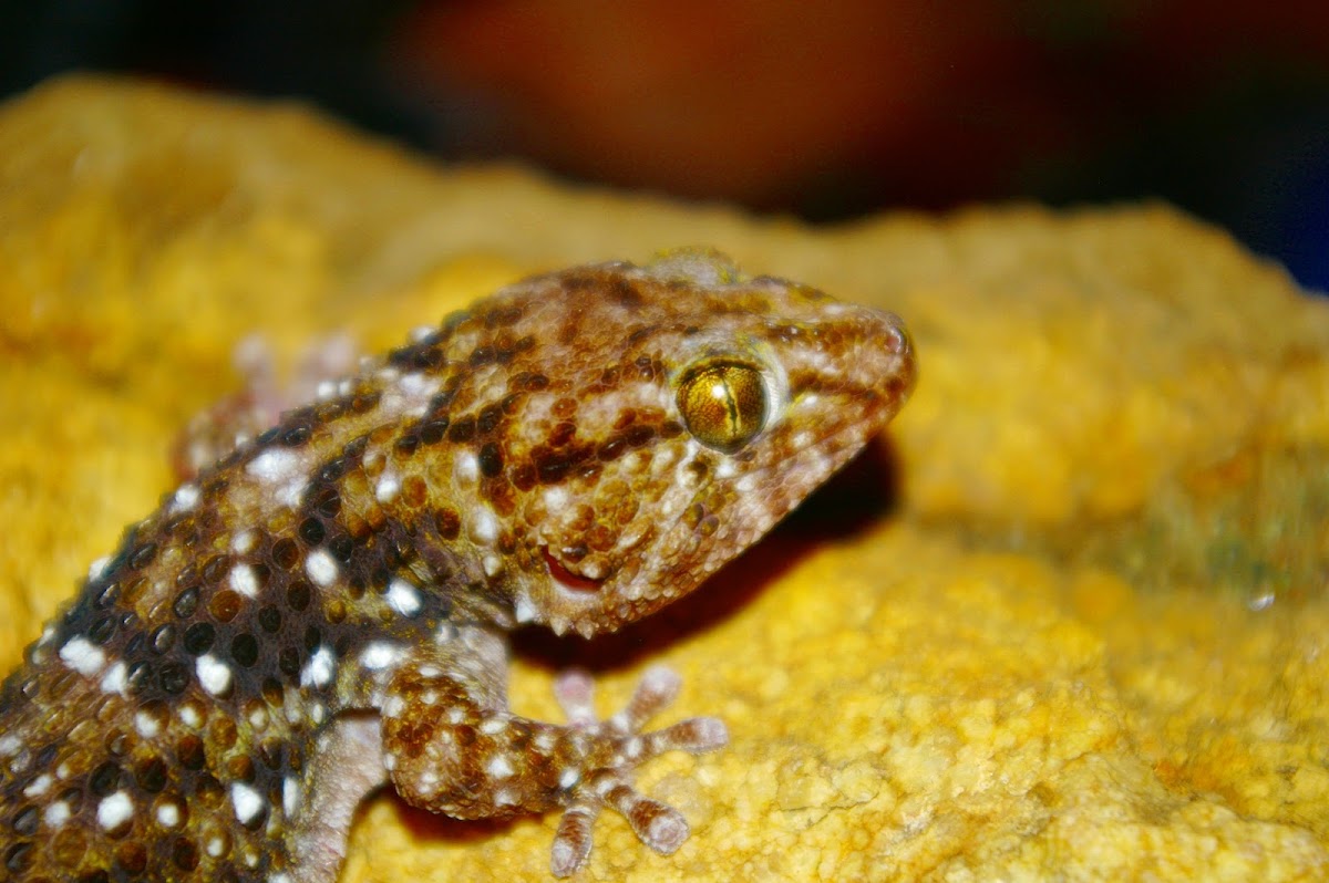 Turner's Thick-Toed Gecko