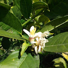 Cidra flower (kind of citrus)