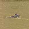 South East Asian Water monitor