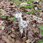 Indian Pipe