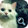 Cats Hidden Catch 100 Download on Windows
