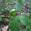 Jack-in-the-pulpit