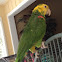Double yellow head amazon parrot