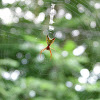 Arrow Shaped Micrathena Spider