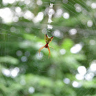 Arrow Shaped Micrathena Spider