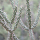 Staghorn Cholla