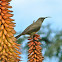 Greater double-collared sunbird (female)