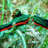 Nudibranch