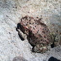 Red spotted toad