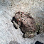 Red spotted toad