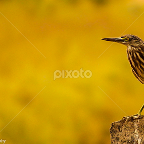 on a sunny eve!!! by Kalai Vanan - Animals Birds