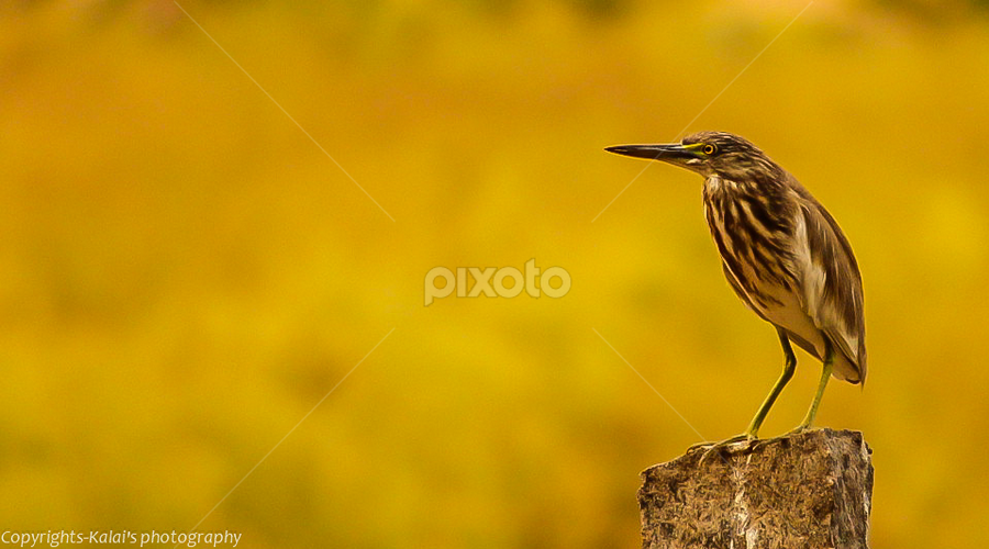on a sunny eve!!! by Kalai Vanan - Animals Birds