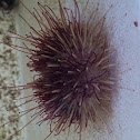 Green urchin