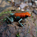 Granular poison frog