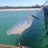 Snowy Egret