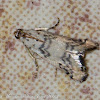 Pyralid or Snout Moth