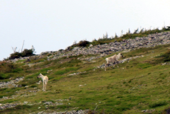 Migratory woodland Caribou