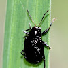 black shiny tiny beetle