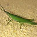 Vegetable Grasshopper