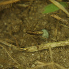 Unknown Wolf Spider with Eggs