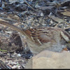 White-throated Sparrow