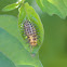 28 spotted Ladybird Larvae