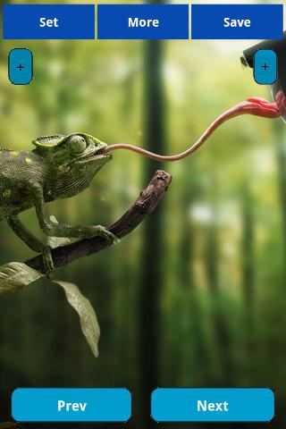 Chameleon wallpapers