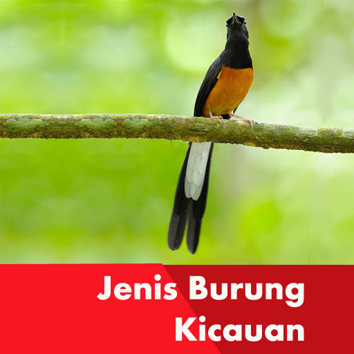 Jenis Burung Kicauan