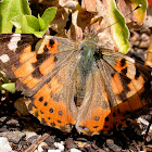 California Painted Lady Butterfly