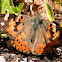 California Painted Lady Butterfly