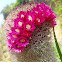Cactus Mammillaria elegans