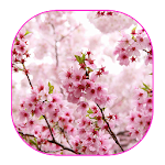 Sakura Live Wallpaper Apk