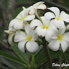 Temple Flower