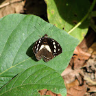 Forest glade nymph