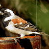 Cape Sparrow