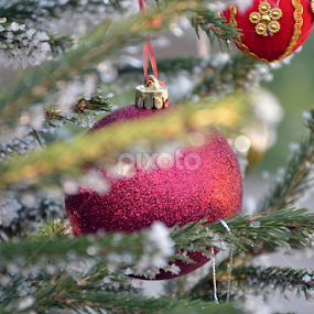 Christmas tree by Djordje Novakov - Public Holidays Christmas